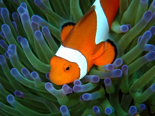 カクレクマノミ