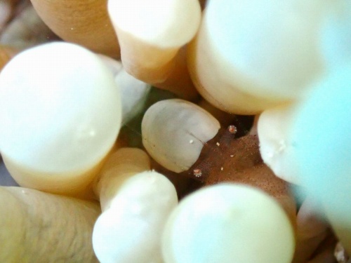 エッグシェルシュリンプ