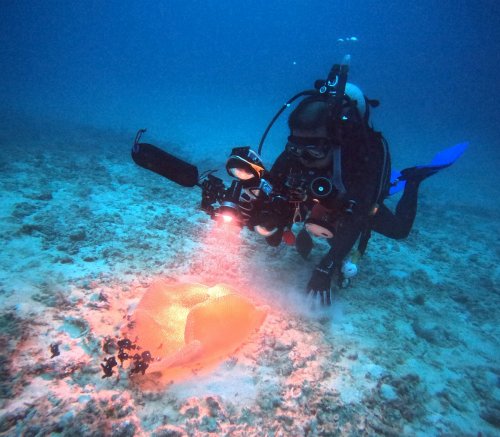 ハタゴイソギンチャク