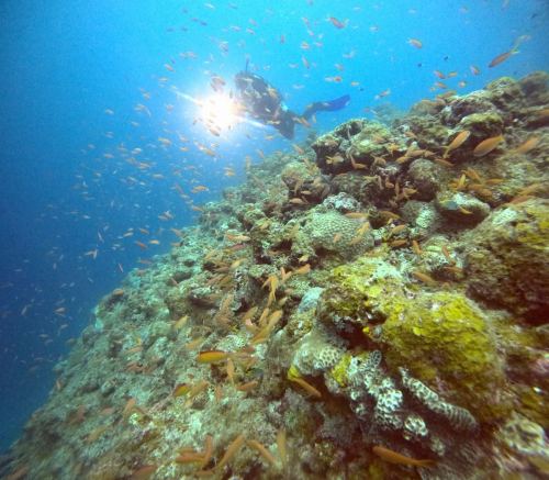 アカネハナゴイ