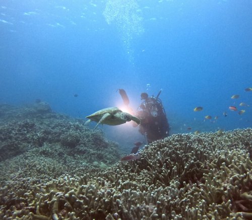 ファンダイビング