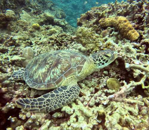 アオウミガメ