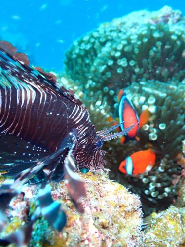 ハナミノカサゴ