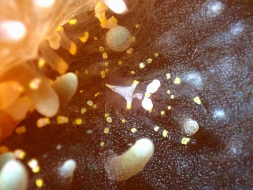 イソギンチャクモドキカクレエビ