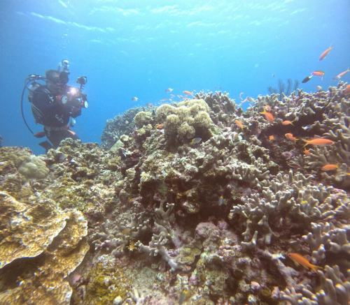 アカネハナゴイ