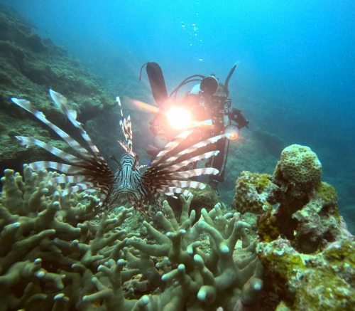 水中フォトグラファー