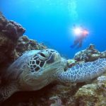 <span class="title">2025年潜り納め！石垣島西海岸で久し振りのエクスプローラーダイビング！</span>