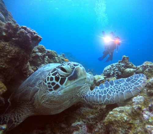 ファンダイビング2