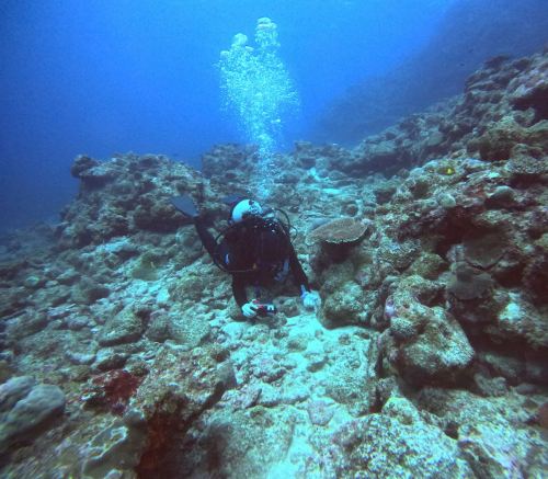 ファンダイビング