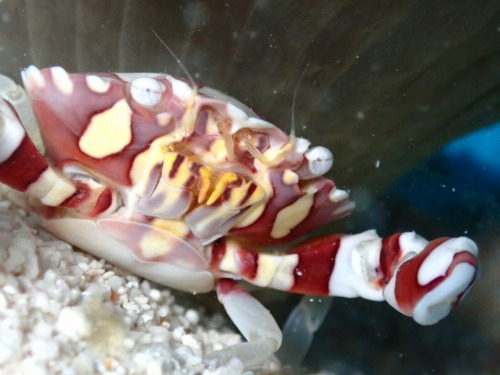 ナマコマルガザミ