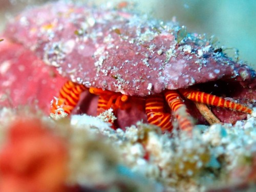 ベニワモンヤドカリ