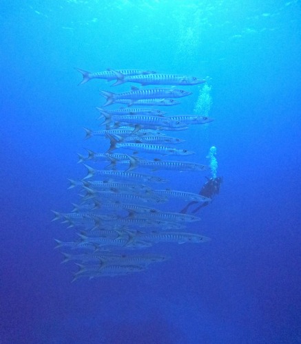 ファンダイビング2