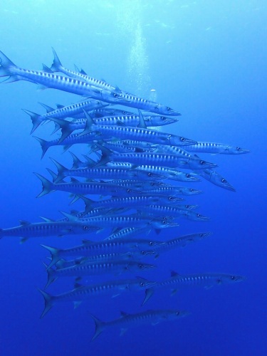 ブラックフィンバラクーダ