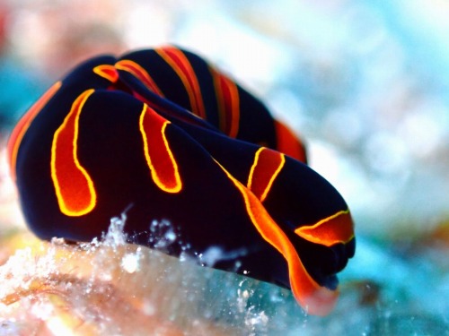 アカオビツバメガイ