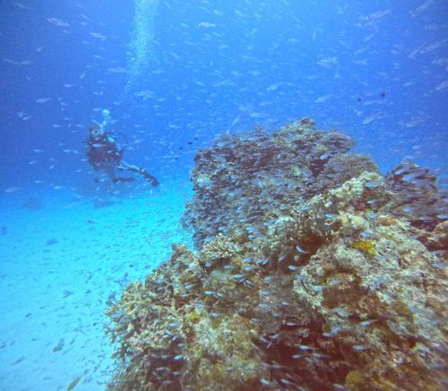 スカシテンジクダイ