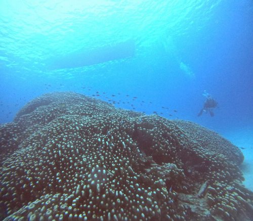 コモンシコロサンゴ