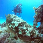 <span class="title">ベタ凪の石垣島！石西礁湖でマンツーマンまったり系ダイビング！</span>