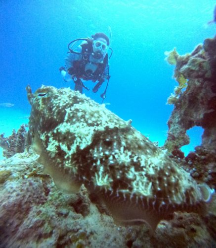 ファンダイビング