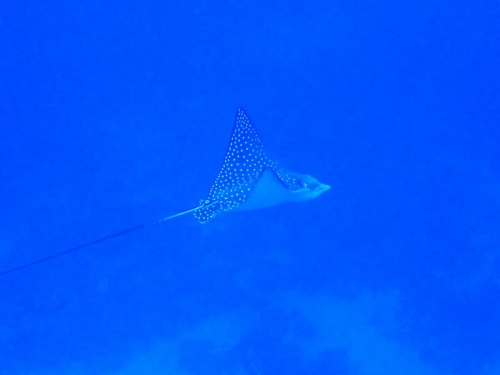 マダラトビエイ