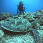 <span class="title">前線前の石垣島温暖化？ハナゴイリーフとマッシュルームでまったり3ダイビング！</span>