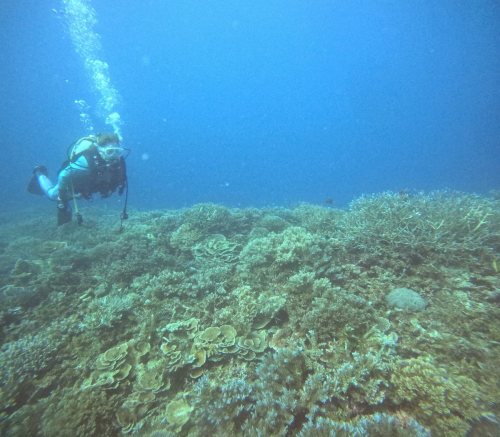 ファンダイビング2