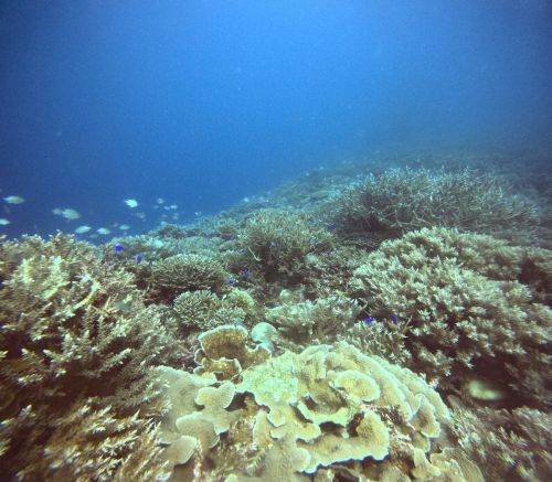 造礁サンゴ