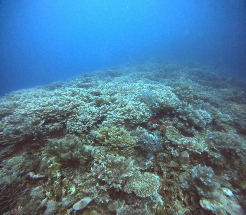 サンゴ礁