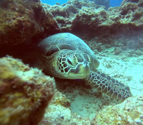 アオウミガメ