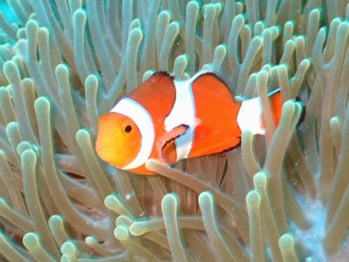 カクレクマノミ