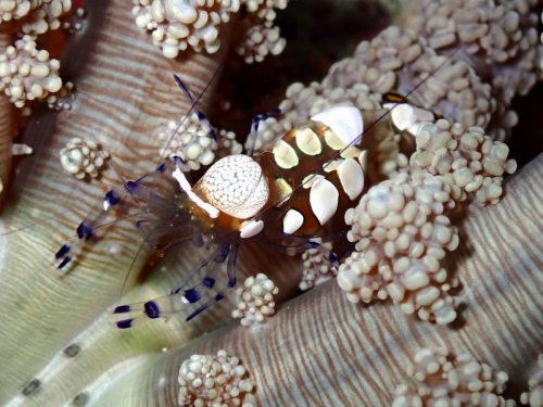 イソギンチャクエビ