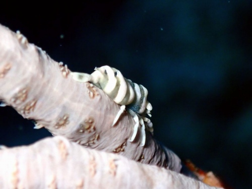 ムチカラマツエビ