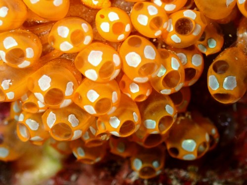 ウルトラマンホヤ