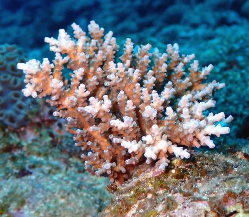 サンゴ2