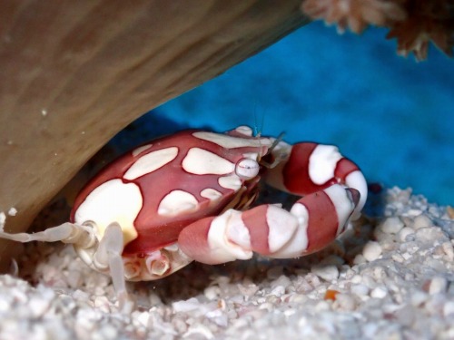 ナマコマルガザミ