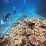 <span class="title">石垣島リーフチェック！サンゴ復活の名蔵湾でサンゴ礁の健康診断ダイビング？</span>