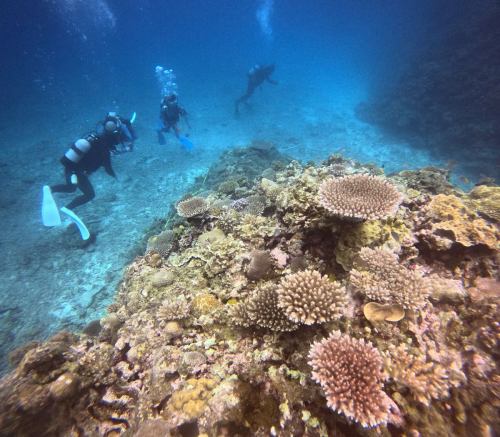 ファンダイビング