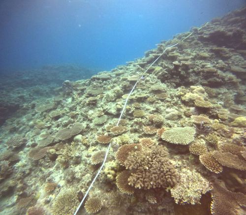 リーフチェック