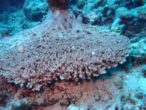 卓上ミドリイシ